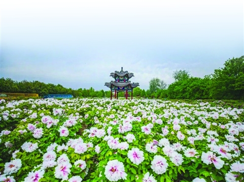 菏泽持续擦亮“中国牡丹之都”城市品牌(资料图)